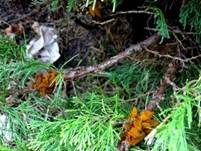 Weißdornenrostpilz, Foto 15