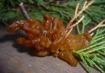 Weißdornenrostpilz, Foto 18