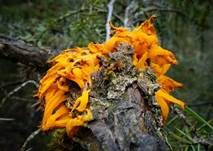 Weißdornenrostpilz, Foto 19