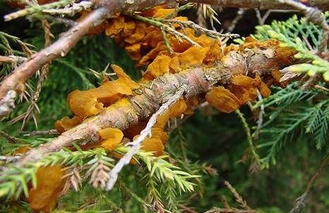 Weißdornenrostpilz, Foto 4