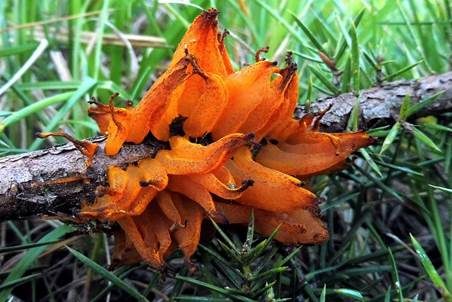 Weißdornenrostpilz, Foto 5