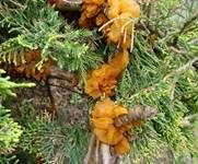 Weißdornenrostpilz, Foto 6