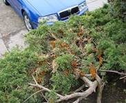 Weißdornenrostpilz, Foto 7