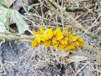 Weißdornenrostpilz, Foto 10