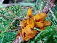 Weißdornenrostpilz, Foto 11