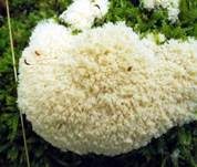 Weiße Lohblüte, Foto 6