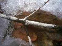 Weiße Mehlscheibe, Foto 7