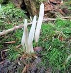Weißes Spitzkeulchen, Foto 8