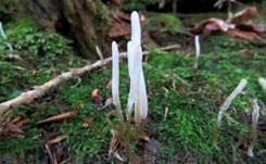 Weißes Spitzkeulchen, Foto 9