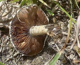 Weißer Ackerling, Foto 3