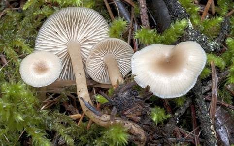 Weißer Anistrichterling, Foto 2