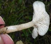 Weißer Anistrichterling, Foto 14