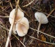 Weißer Anistrichterling, Foto 15