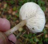 Weißer Anistrichterling, Foto 16