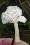 Weißer Anistrichterling, Foto 19