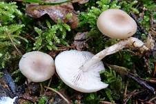 Weißer Anistrichterling, Foto 21