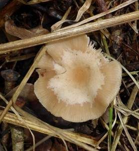 Weißer Anistrichterling, Foto 4