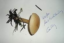 Weißer Anistrichterling, Foto 24