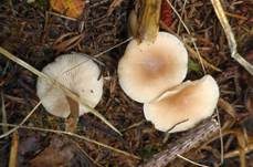 Weißer Anistrichterling, Foto 25