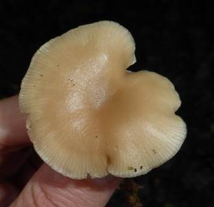 Weißer Anistrichterling, Foto 5
