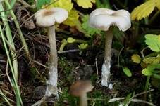 Weißer Anistrichterling, Foto 6