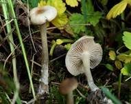 Weißer Anistrichterling, Foto 7