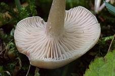 Weißer Anistrichterling, Foto 8