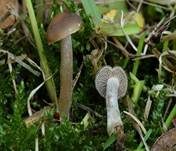 Weißer Anistrichterling, Foto 10