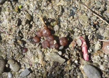 Brauner Sandkugeltrüffel, Foto 2