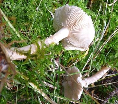Weißer Körnchenschirmling, Foto 3