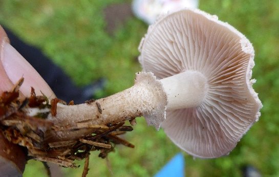 Weißer Körnchenschirmling, Foto 4