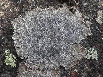 Braune Schwarznapfkrustenflechte, Foto 3