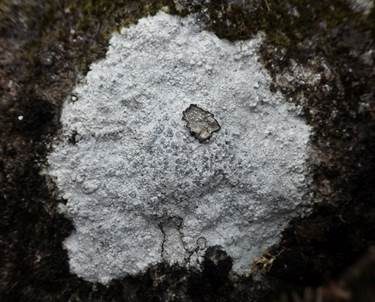 Braune Schwarznapfkrustenflechte, Foto 5