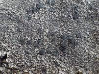 Braune Schwarznapfkrustenflechte, Foto 7