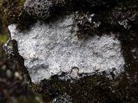 Braune Schwarznapfkrustenflechte, Foto 9