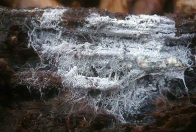 Weißer Rindenpilz, Foto 2