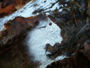 Weißer Rindenpilz, Foto 3