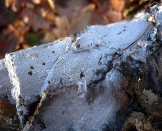 Weißer Rindenpilz, Foto 4