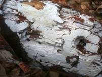 Weißer Rindenpilz, Foto 11