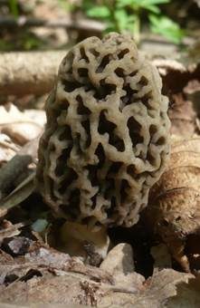 Braune Speisemorchel, Foto 5