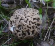Braune Speisemorchel, Foto 8