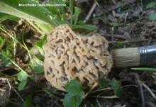 Braune Speisemorchel, Foto 11