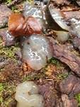 Weißer Schleimpilz, Foto 22