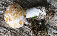 Weißer Schmarotzer Pustelpilz, Foto 12