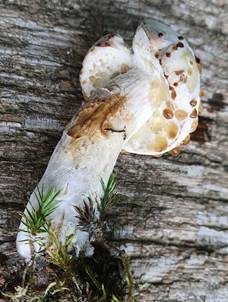 Weißer Schmarotzer Pustelpilz, Foto 5
