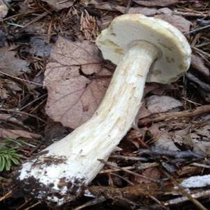 Weißer Steinpilz, Foto 2