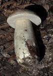 Weißer Steinpilz, Foto 14