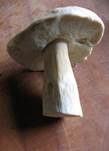 Weißer Steinpilz, Foto 8