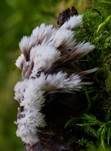 Weißer Warzenpilz, Foto 23