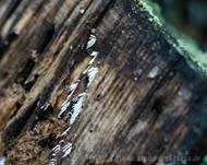 Weißes Stachelspitzchen, Foto 6